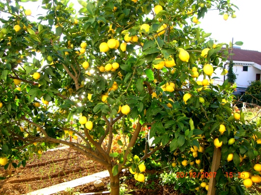 Image: _object/lemons.jpg